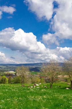 Güneşli bir günde yeşil tarlalı kırsal alan, Lozre, Fransa 'da kır manzarası