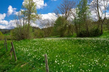 Güneşli bir günde yeşil tarlalı kırsal alan, Lozre, Fransa 'da kır manzarası