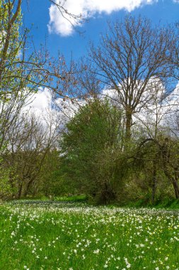 Güneşli bir günde yeşil tarlalı kırsal alan, Lozre, Fransa 'da kır manzarası