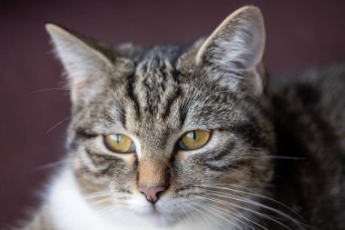 Tekir bir kedinin portresi.