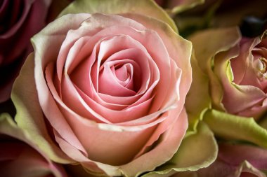 Bahçede pembe güller