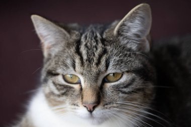 Tekir bir kedinin portresi.