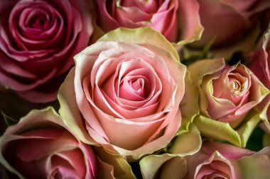 Bahçede pembe güller