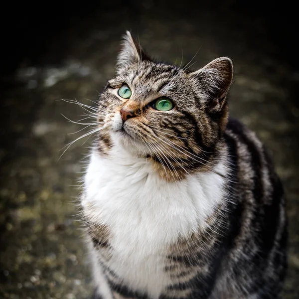 Gato Sobre Fondo Cemento — Foto de Stock