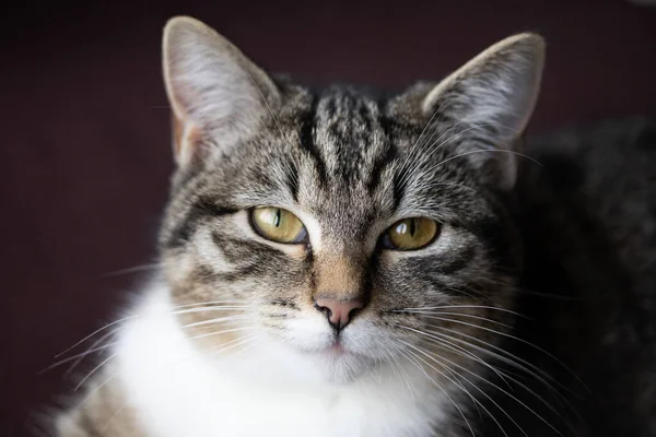 Retrato Gato Tabby — Foto de Stock
