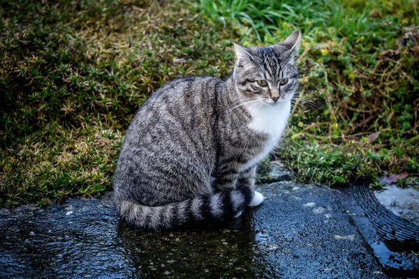 Çimlerde Bir Kedi — Stok fotoğraf