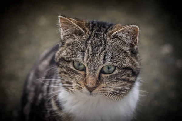 Çimento Arkaplanındaki Kedi — Stok fotoğraf