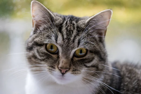 Retrato Hermoso Gato —  Fotos de Stock