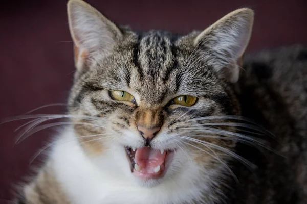 Retrato Gato Tabby —  Fotos de Stock
