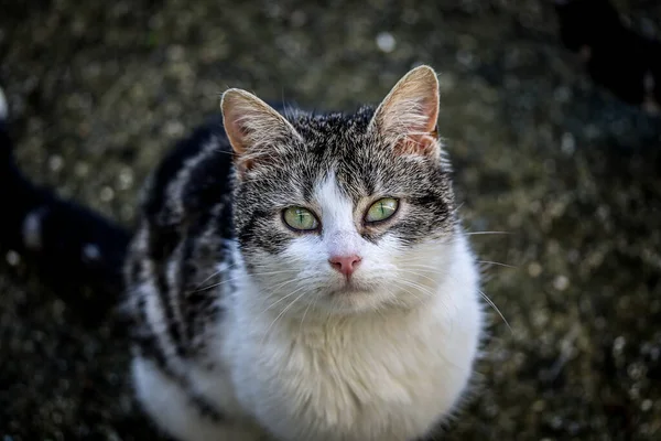 Bir Kediye Yaklaş — Stok fotoğraf