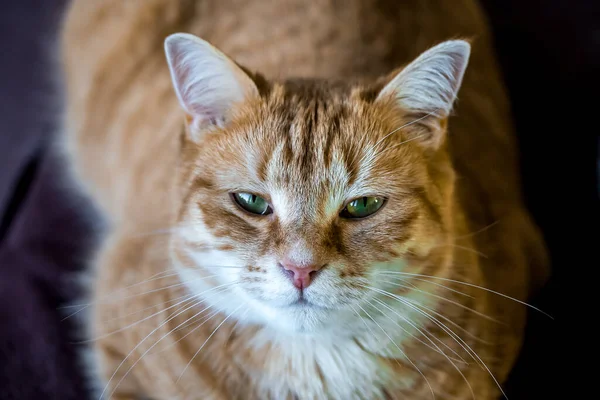 Κοντινό Πλάνο Μιας Κόκκινης Γάτας — Φωτογραφία Αρχείου