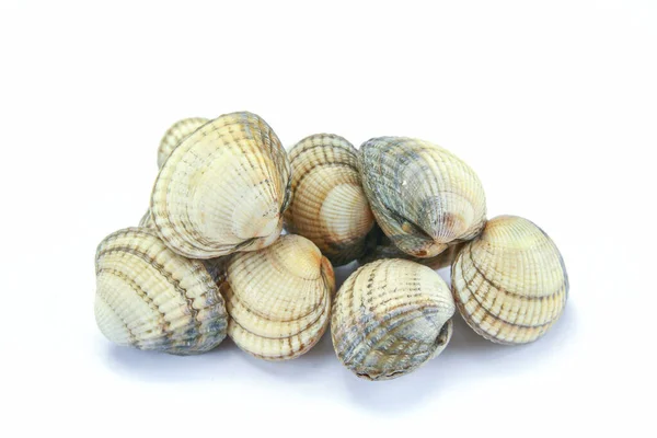 Crudo Cockles Vongole Fresche Isolato Sfondo Bianco — Foto Stock