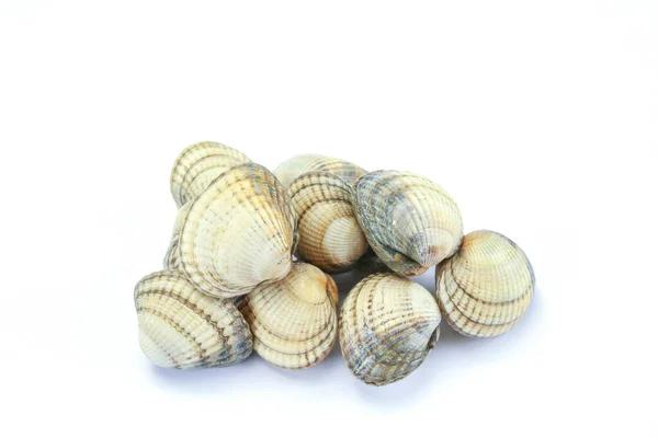 Crudo Cockles Vongole Fresche Isolato Sfondo Bianco — Foto Stock