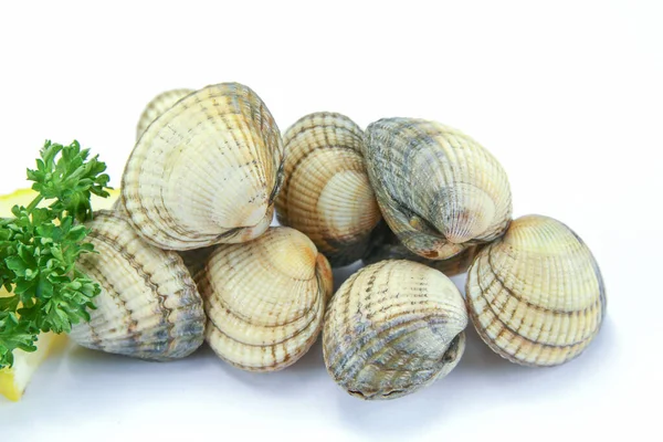 Kerang Mentah Segar Terisolasi Pada Latar Belakang Putih — Stok Foto