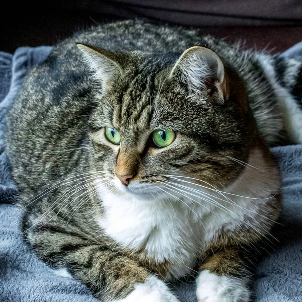 Cat Blanket — Stock Photo, Image