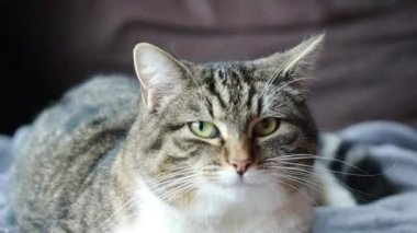 Yataktaki sevimli kedi.