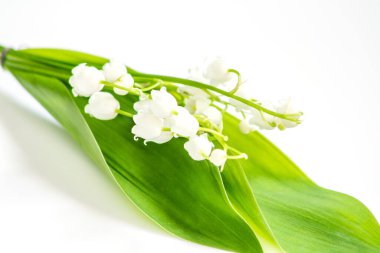 Vadideki zambak beyaz arka planda izole edilmiş