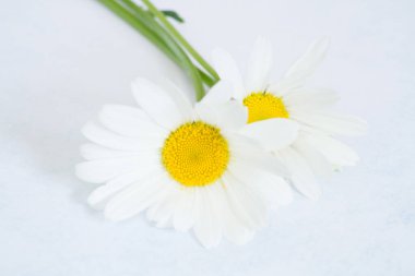 Beyaz arkaplanda papatya çiçekleri