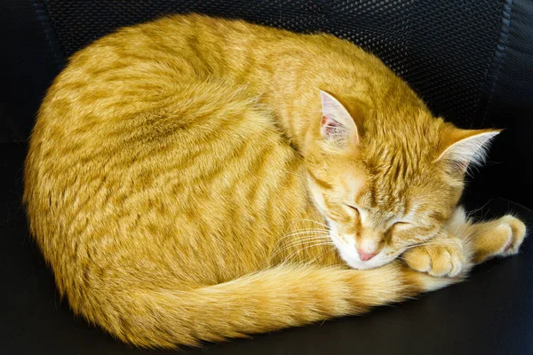 猫睡在沙发上 — 图库照片