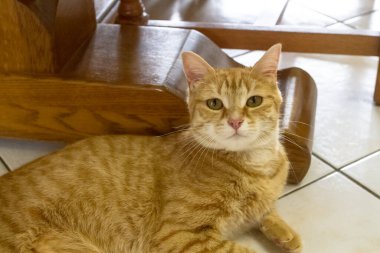 Kırmızı kedi odada.