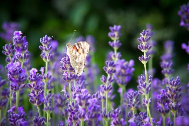 Mor lavanta çiçeğinin üzerinde kelebek