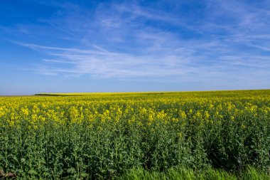 Baharda sarı tecavüz sahası