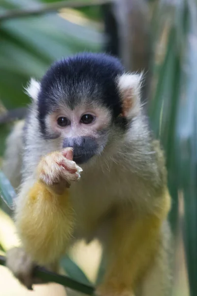 Joven Mono Selva —  Fotos de Stock