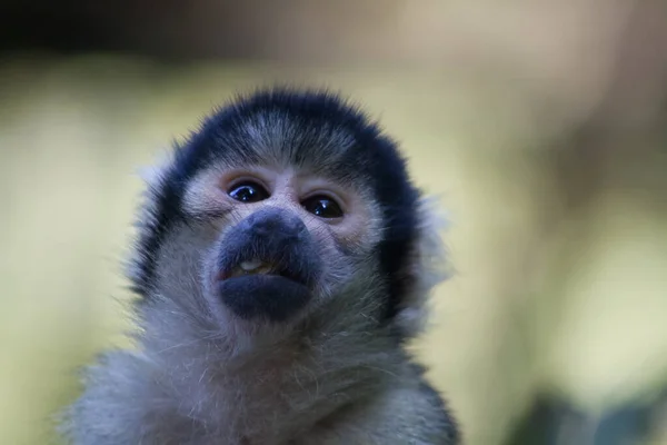 Primer Plano Mono Lindo Zoológico —  Fotos de Stock