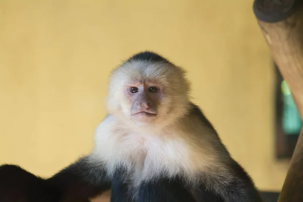 Mono Zoológico —  Fotos de Stock