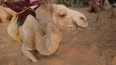 Senegal 'deki Lompoul çölünde dromedary, video. 