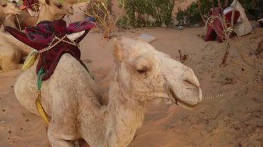 Senegal 'deki Lompoul çölünde dromedary, video. 