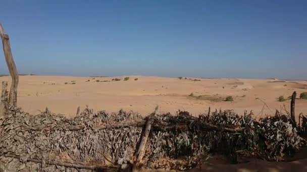 Gurun Lompoul Senegal — Stok Video