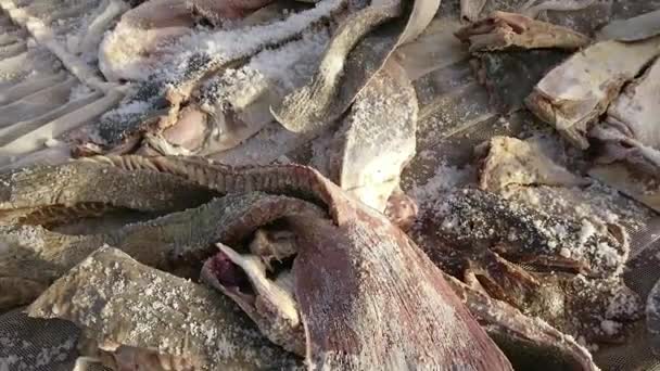 Bandejas Peixe Seco Sol Gudj Salgado Fumado Ketiakh Cayar Senegal — Vídeo de Stock