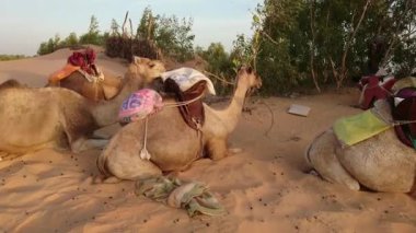 Senegal 'in Lompul çölünde dromedaries, video 