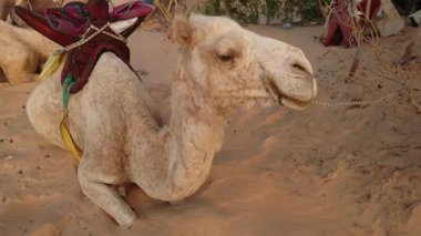 Senegal 'in Lompul çölünde dromedaries, video 