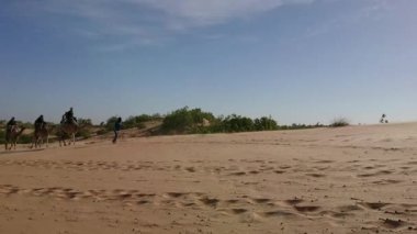 Senegal 'deki Lompoul çölünde bir deve kervanı.