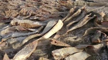 Kahire 'de güneşte kurutulmuş tepsiler (gudj), tuzlanmış ve füme balık (ketiakh).)