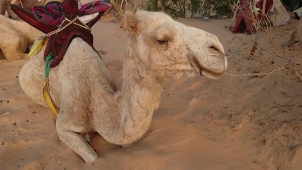 Dromedaries Desert Lompoul Senegal Βίντεο — Αρχείο Βίντεο