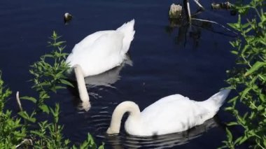 Göldeki kuğular, video