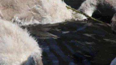 Gölette birkaç yavru kuğu.