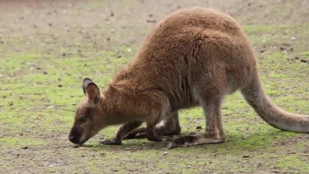 カンガルーの草やビデオ — ストック動画