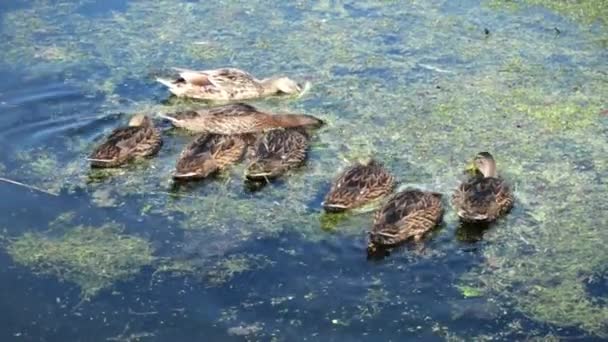 Vários Patos Uma Lagoa — Vídeo de Stock