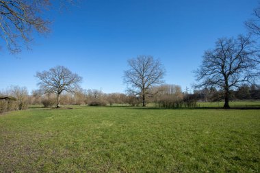 Ağaçları ve mavi gökyüzü olan güzel bir manzara.