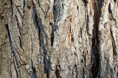 ağaç kabuğu dokusu arkaplanı