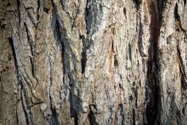 ağaç kabuğu dokusu arkaplanı