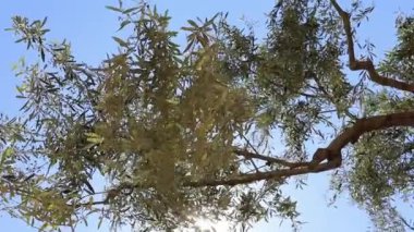 Mavi arka planda güzel taze yapraklar