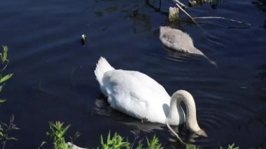 Kuğu ve yavruları gölde