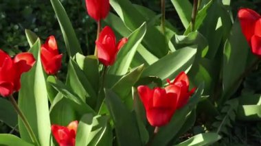 Bahçede büyüyen güzel kırmızı laleler 