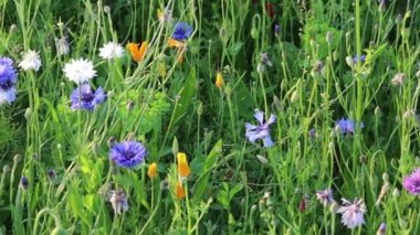 Bahçede büyüyen güzel parlak çiçekler 