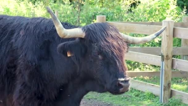 Closeup Black Scottish Highland Cow — ストック動画